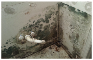 Mold on a wall behind a bathroom cabnet