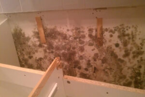 Mold behind cabnets